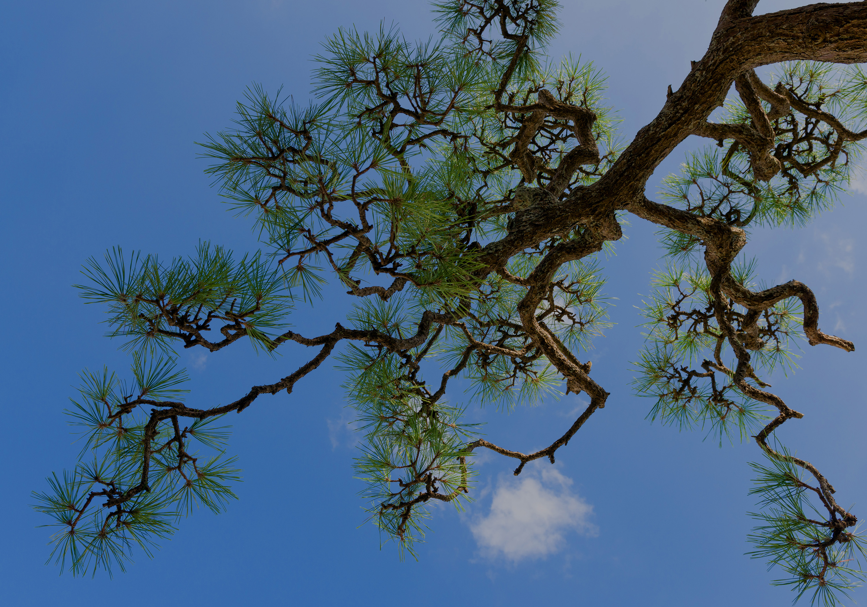 割烹旅館 肴屋本店